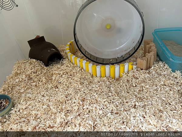 20230326虎吉布卡星小刨花 (2).JPG 20230326虎吉布卡星小刨花 (2).JPG