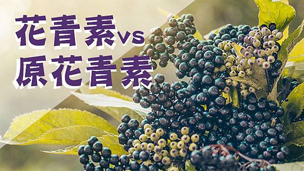 Parker營養師美好氛圍專欄 愛保養 花青素和原花青素比一比 Parker營養師美好氛圍專欄 痞客邦