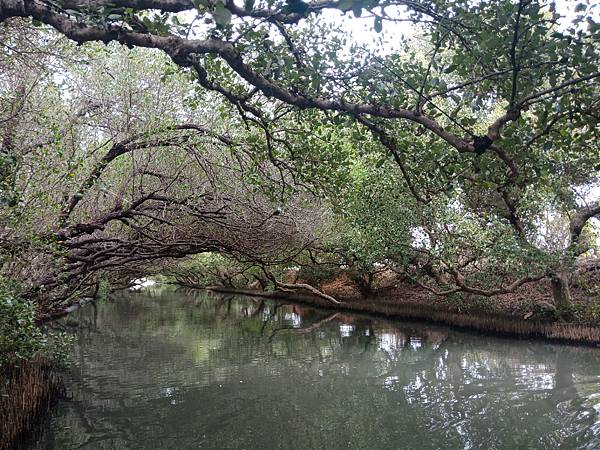 台版亞馬遜台南四草綠色隧道