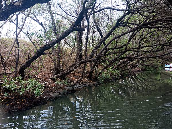 台版亞馬遜台南四草綠色隧道