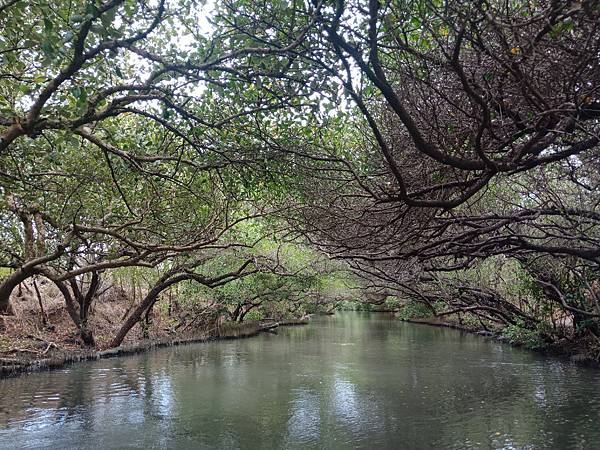 台版亞馬遜台南四草綠色隧道