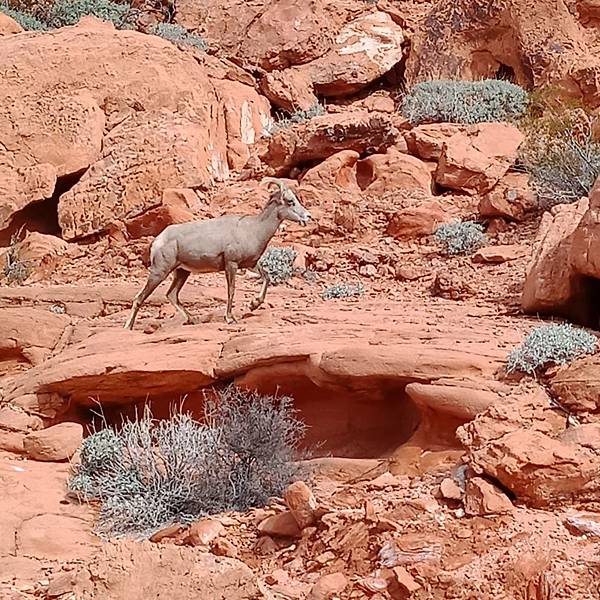 美西 火燄谷州立公園 Valley of Fire Stat