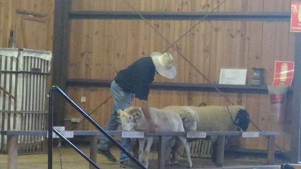 澳洲 黃金海岸｜天堂農莊Paradise Country 抱