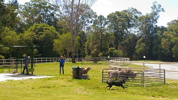 澳洲 黃金海岸｜天堂農莊Paradise Country 抱