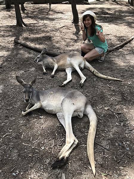 澳洲 黃金海岸｜天堂農莊Paradise Country 抱