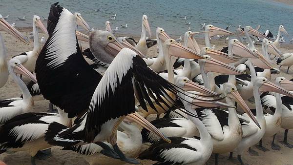 澳洲 黃金海岸｜天堂農莊Paradise Country 抱