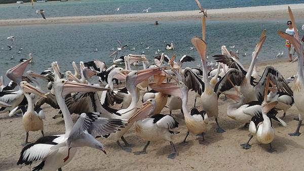 澳洲 黃金海岸｜天堂農莊Paradise Country 抱