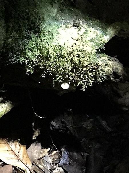 澳洲看螢光蟲自然橋&春溪國家公園 Natural Brid 澳洲看螢光蟲自然橋&春溪國家公園 Natural Brid