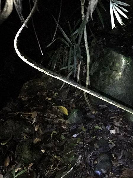 澳洲看螢光蟲自然橋&春溪國家公園 Natural Brid 澳洲看螢光蟲自然橋&春溪國家公園 Natural Brid