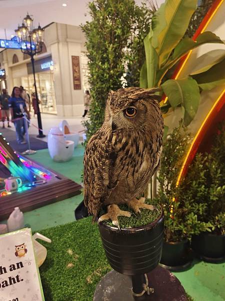 泰國芭達雅不出海也能玩瘋!羅摩衍那水上樂園、 Termin