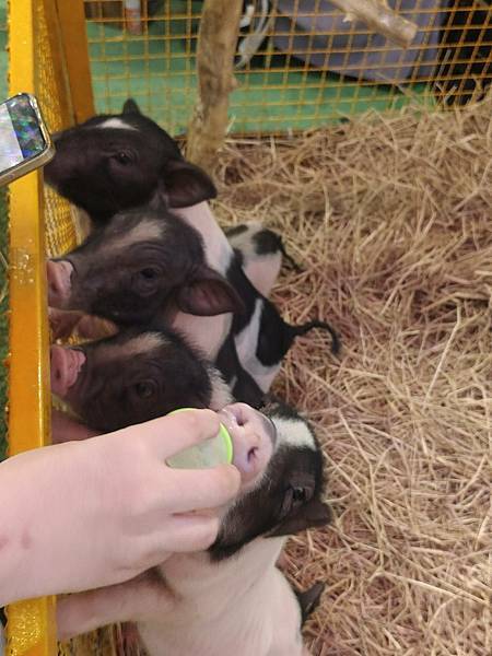 泰國芭達雅不出海也能玩瘋!羅摩衍那水上樂園、 Termin