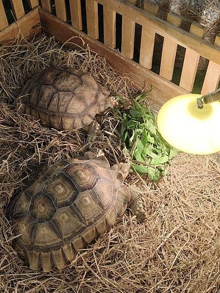 泰國芭達雅不出海也能玩瘋!羅摩衍那水上樂園、 Termin