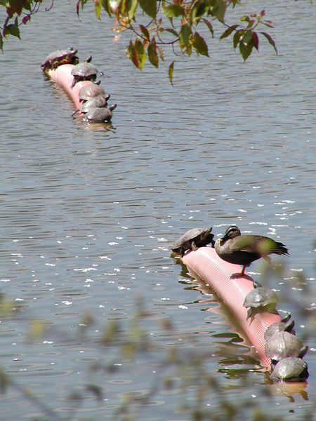天王寺公園裡的烏龜