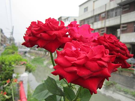IMG_7827.jpg IMG_7827.jpg