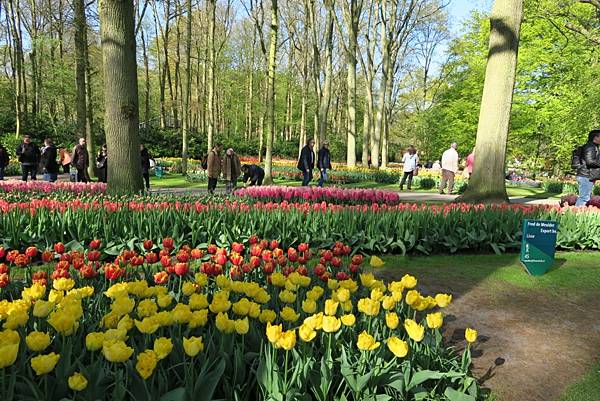 庫肯霍夫花園(KEUKENHOF)015.JPG