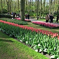 庫肯霍夫花園(KEUKENHOF)016.JPG