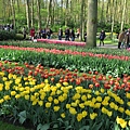 庫肯霍夫花園(KEUKENHOF)014.JPG