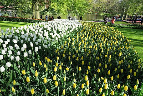 庫肯霍夫花園(KEUKENHOF)022.JPG