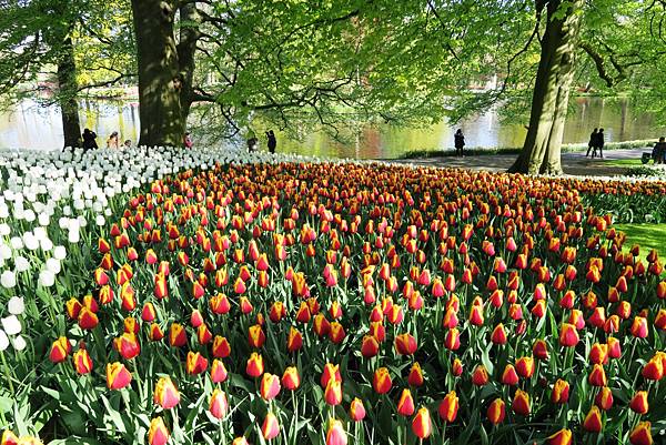 庫肯霍夫花園(KEUKENHOF)024.JPG