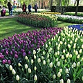 庫肯霍夫花園(KEUKENHOF)079.JPG