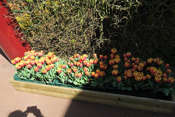 庫肯霍夫花園(KEUKENHOF)217.JPG