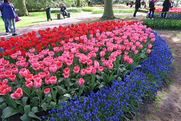 庫肯霍夫花園(KEUKENHOF)091.JPG