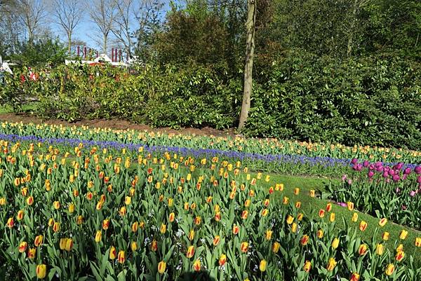 庫肯霍夫花園(KEUKENHOF)123.JPG