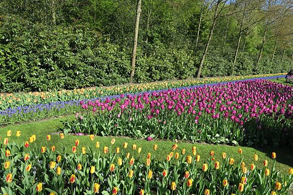 庫肯霍夫花園(KEUKENHOF)124.JPG