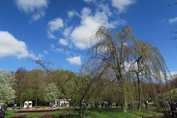 庫肯霍夫花園(KEUKENHOF)133.JPG