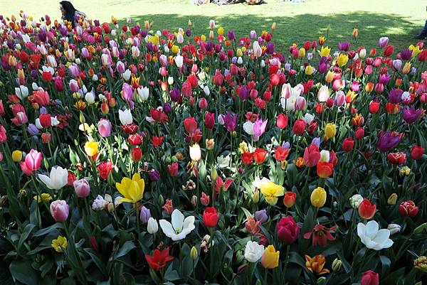 庫肯霍夫花園(KEUKENHOF)171.JPG