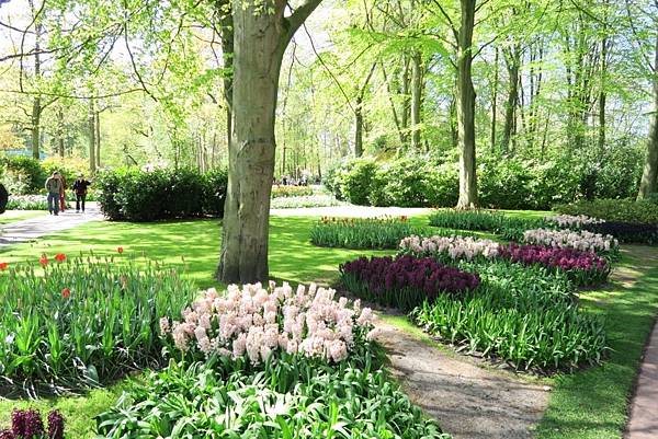 庫肯霍夫花園(KEUKENHOF)221.JPG