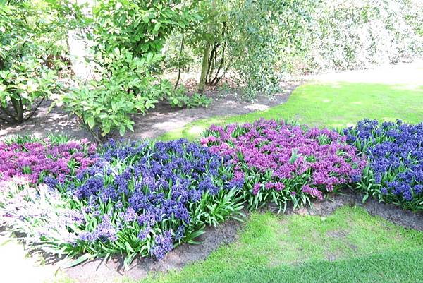 庫肯霍夫花園(KEUKENHOF)227.JPG