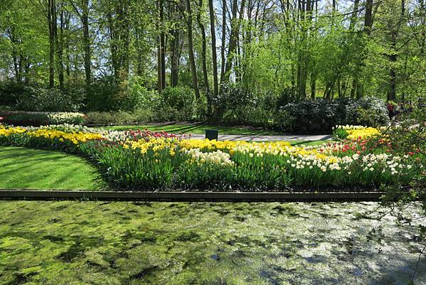 庫肯霍夫花園(KEUKENHOF)243.JPG