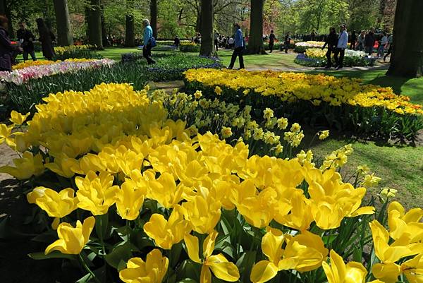 庫肯霍夫花園(KEUKENHOF)273.JPG