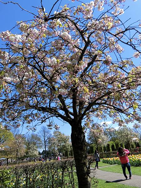 庫肯霍夫花園景色85.JPG