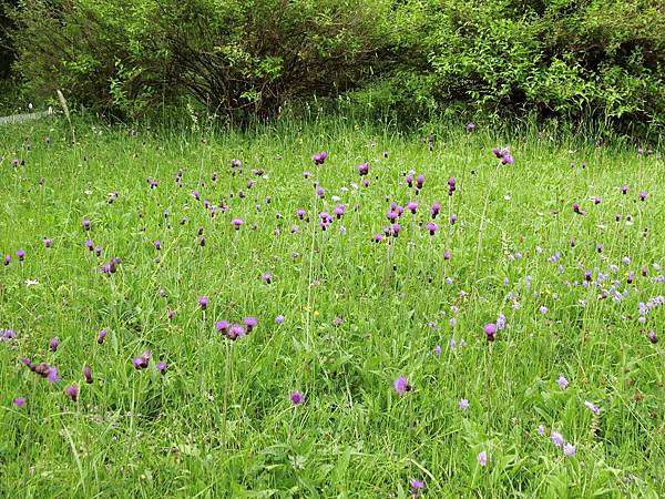 林德霍夫堡花園 (70).JPG