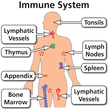 immune system -toefl.png