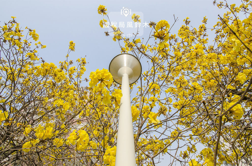 國稅局風鈴木.jpg 國稅局風鈴木.jpg