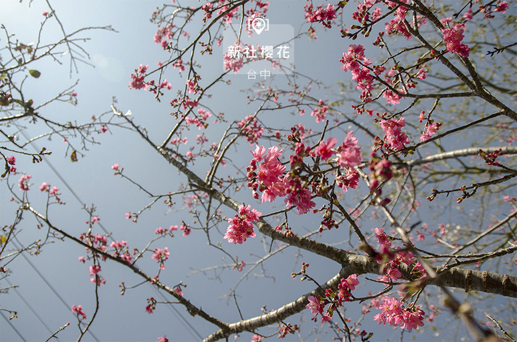 新社櫻花.jpg 新社櫻花.jpg