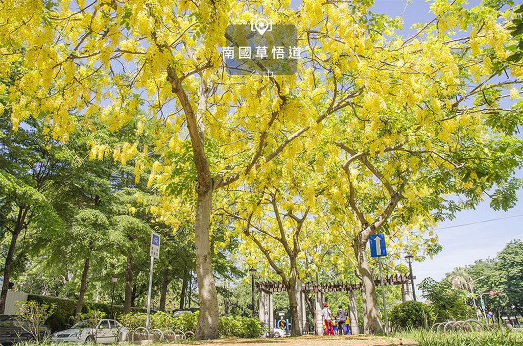 興大路阿勃勒.jpg 興大路阿勃勒.jpg