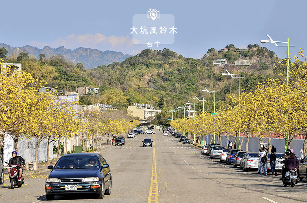 大坑風鈴木.jpg 大坑風鈴木.jpg