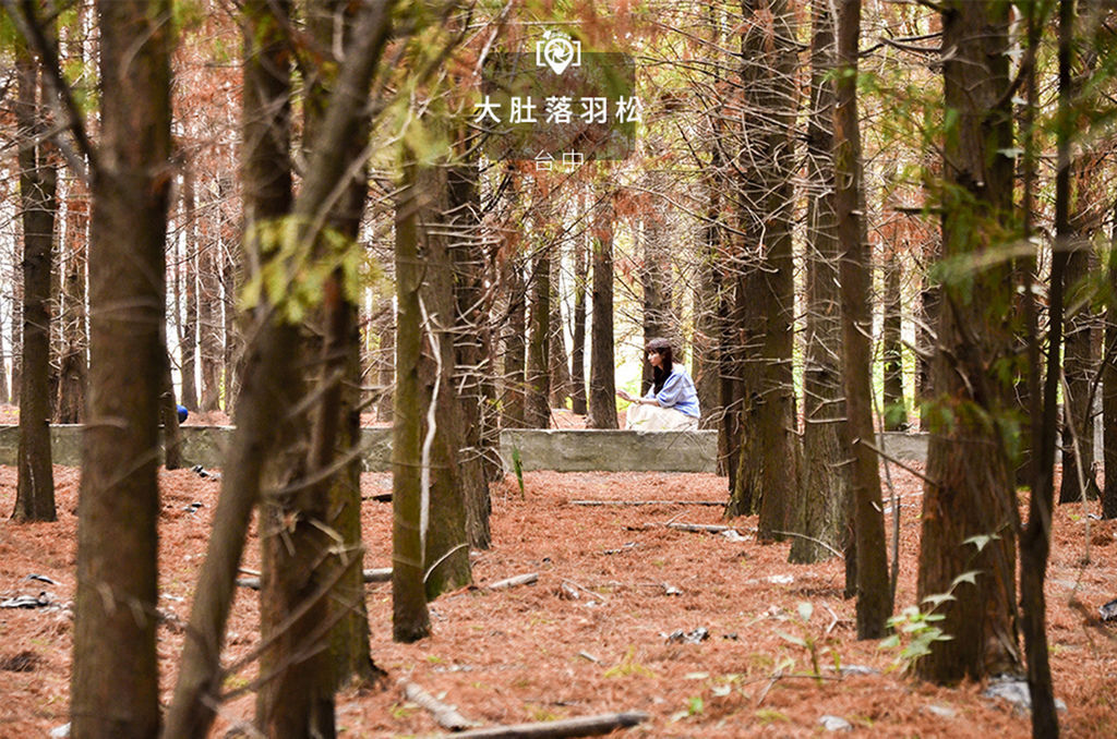 大肚落羽松.jpg 大肚落羽松.jpg