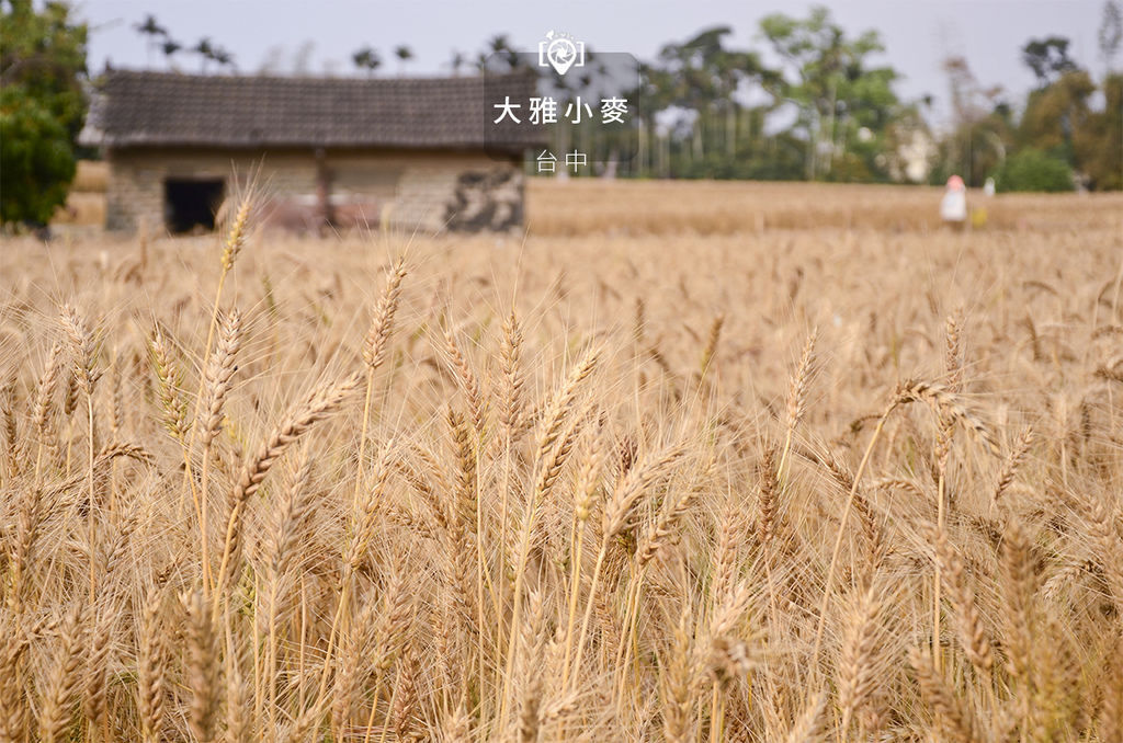 大雅小麥.jpg 大雅小麥.jpg