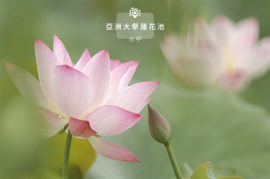 亞大蓮花.jpg 亞大蓮花.jpg