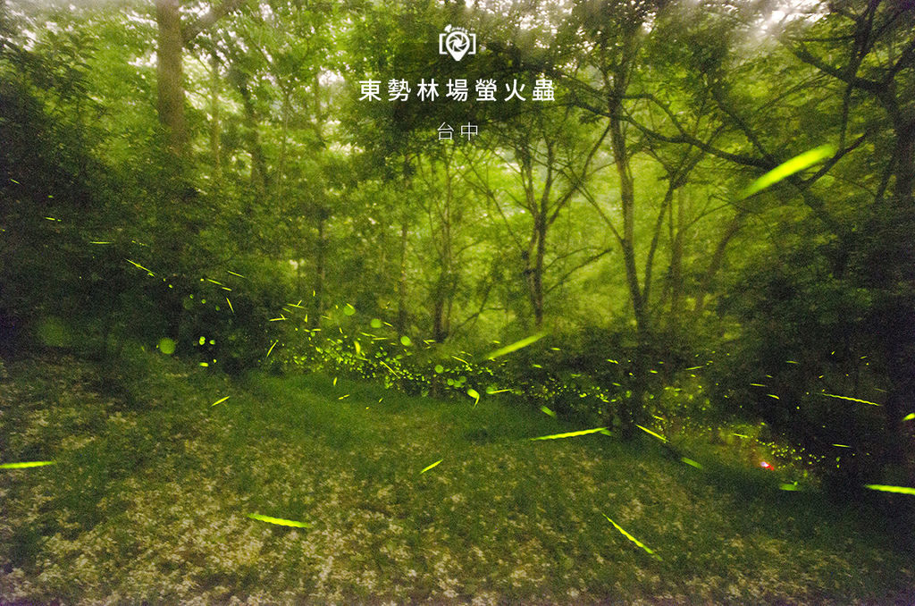 東勢林場螢火蟲.jpg 東勢林場螢火蟲.jpg