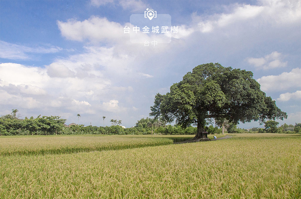 金城武樹.jpg 金城武樹.jpg