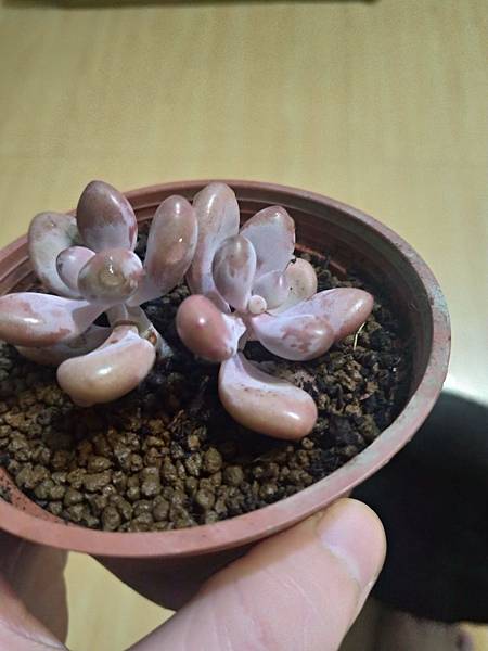 P_20181018_015304_vHDR_On_HP.jpg P_20181018_015304_vHDR_On_HP.jpg