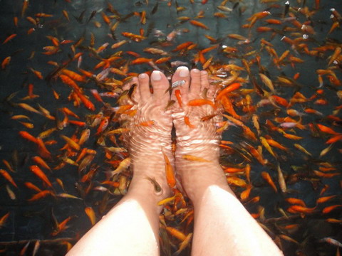 溫泉魚咬腳 溫泉魚咬腳