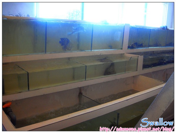 06_阿利海產 活海產.jpg 06_阿利海產 活海產.jpg