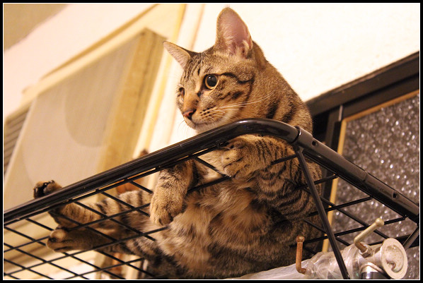2011兒子們_08.jpg 2011兒子們_08.jpg
